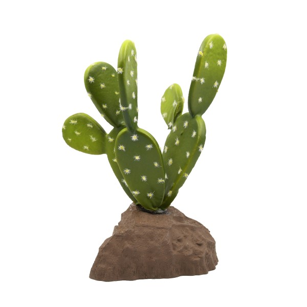 Biberschwanzkaktus