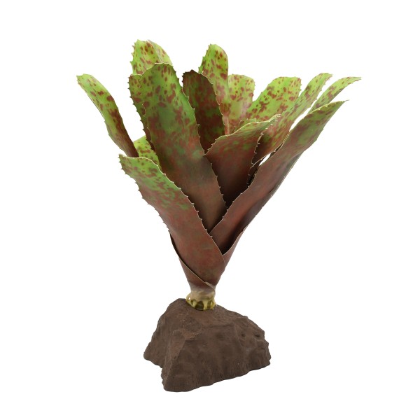 Bromelie Neoregelia