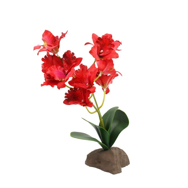 Orchidee