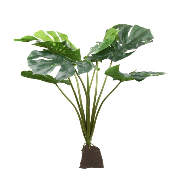Monstera