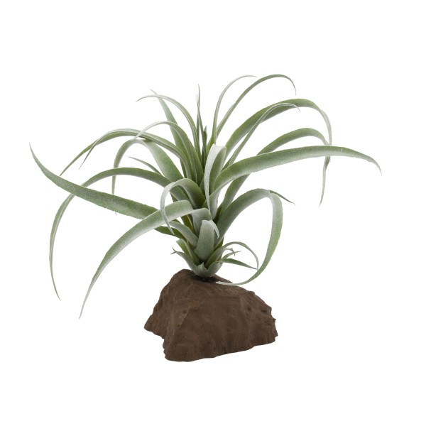 Tillandsie