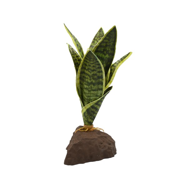 Sansevieria
