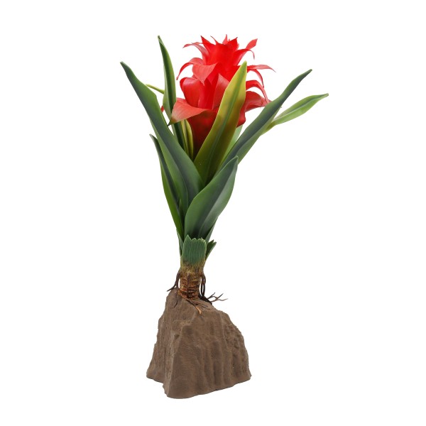 Bromelien