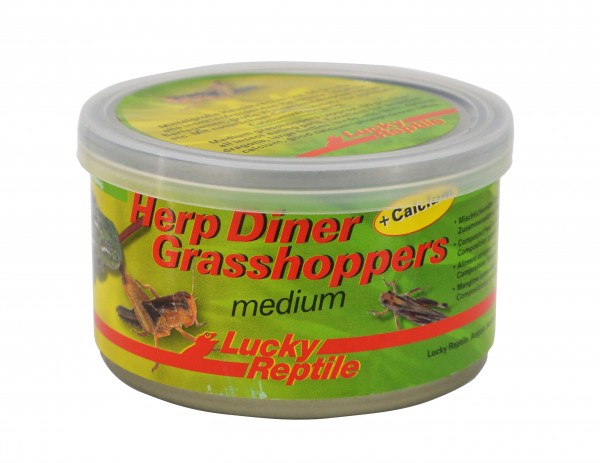 Lucky Reptile Herp Diner Grasshoppers