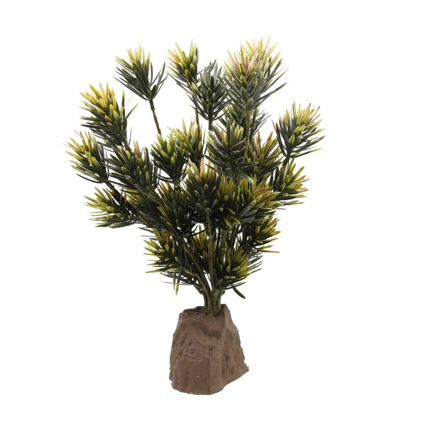 Podocarpus